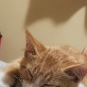 Meet your Posher, Lindsay